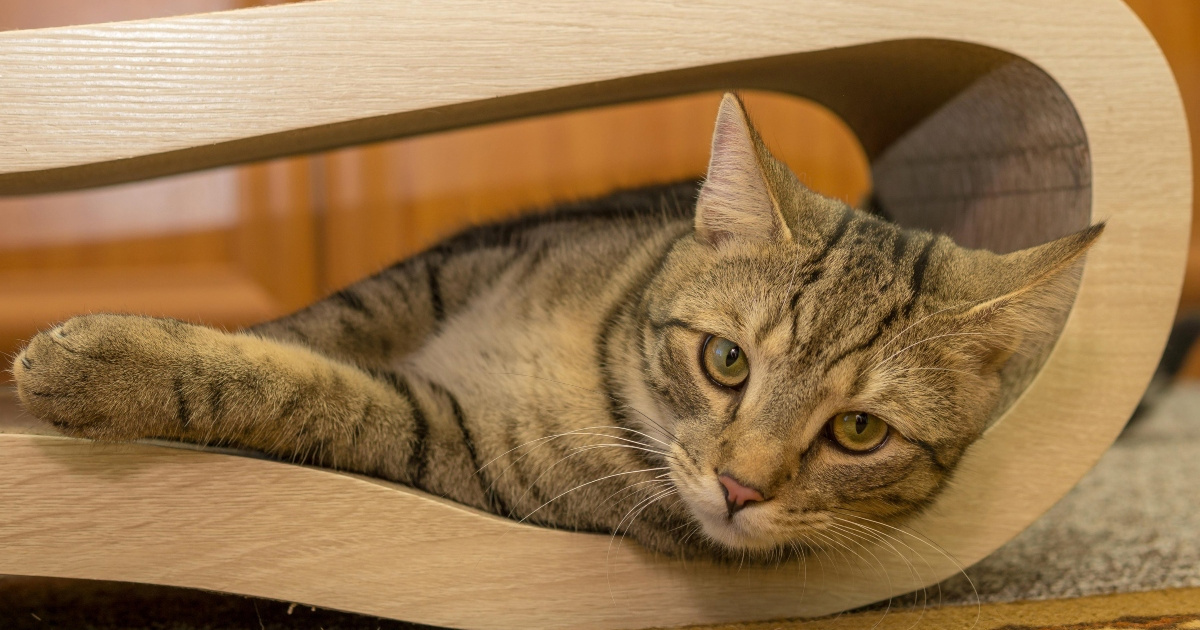 Vaša mačka se premalo kreće? Evo što savjetuju veterinari