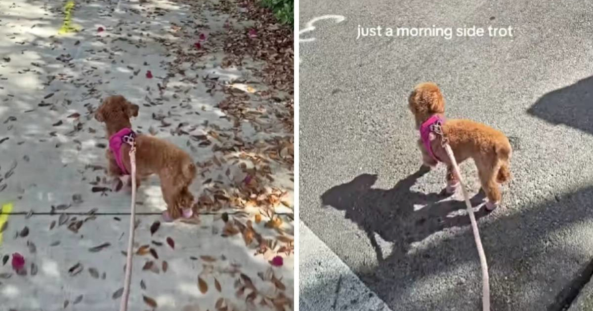 VIDEO Simpatična pudlica postala hit na internetu zbog neobičnog hoda