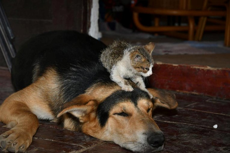EU uvodi nova pravila za zaštitu mačaka i pasa