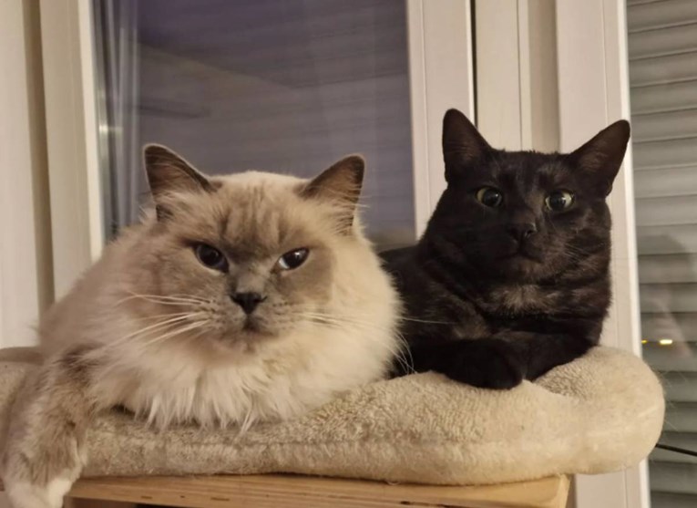 Kako su ljudi pripitomili mačke? Istraživanje otkrilo ključnu prekretnicu