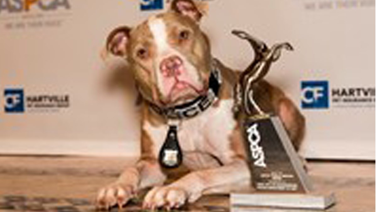 Ovaj pit bull je ponos policije i ambasador napuštenih pasa!