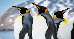 Carskim pingvinima prijete klimatske promjene. Satelitima nađene četiri nove kolonije