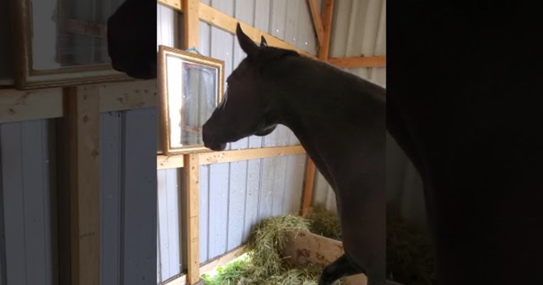 Kobila otkrila ogledalo pa se zapanjila vlastitim odrazom