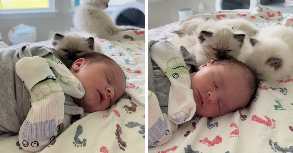Mama snimila presladak trenutak u kojem zajedno spavaju njezina beba i mačići