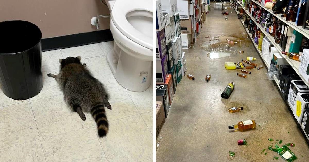 Rakun &quot;partijao&quot; u trgovini s alkoholom. Ujutro ga prona&#x161;li bez svijesti u WC-u