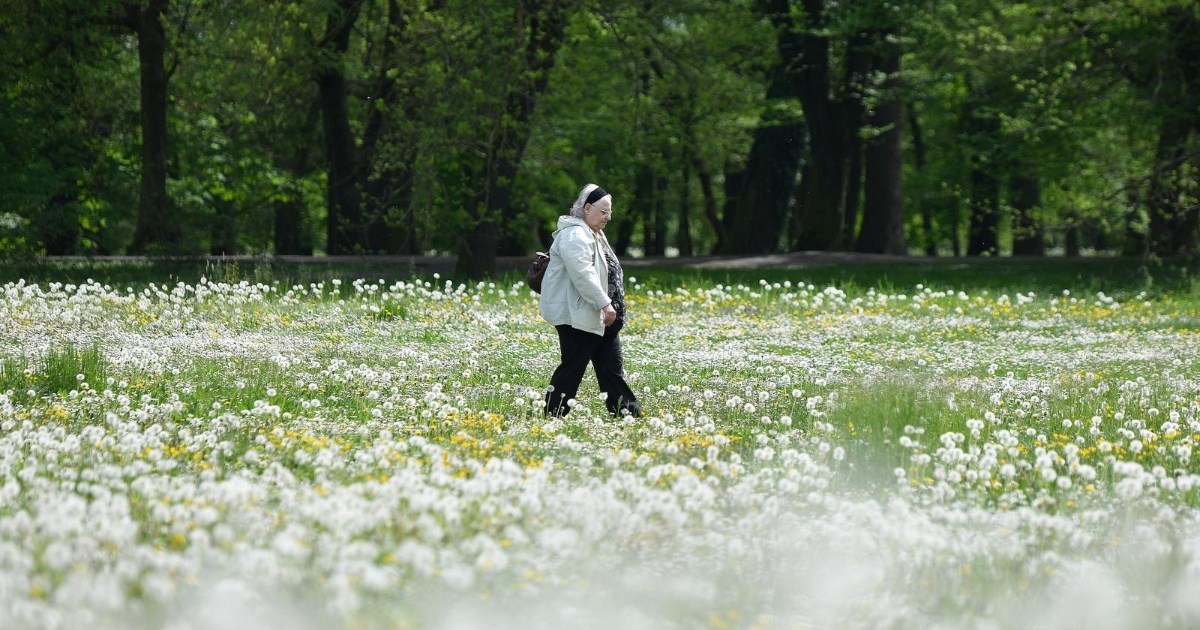 Biljka koju svakodnevno viđamo, a pomaže u detoksikaciji i probavi
