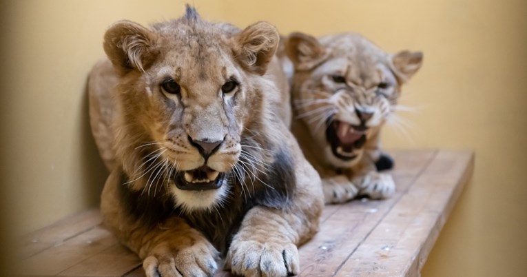 Dva lava u bijegu od ukrajinskog rata stigla u sklonište u Belgiji