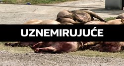 Zašto se svinje oboljele od svinjske kuge ubija ako nisu opasne za ljude?