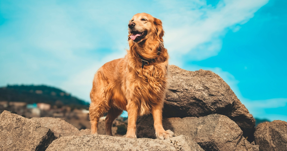 Želite zlatnog retrivera, ali imate alergije? Mogle bi vam se svidjeti ove pasmine