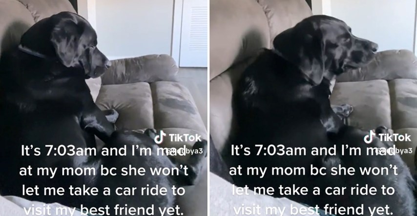 Pas urnebesno reagirao nakon što ga je vlasnica odbila voziti prijatelju