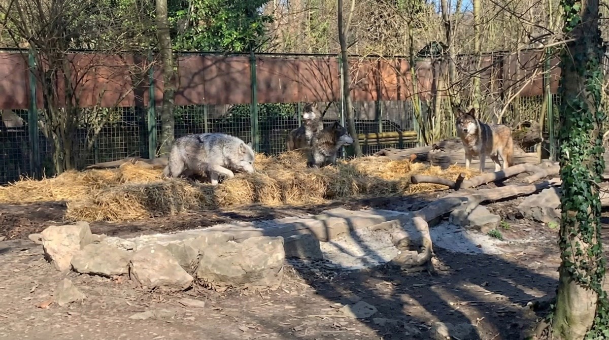 ZOO Zagreb koristi razne mirise kako bi potaknuo lovačke instinkte svojih vukova