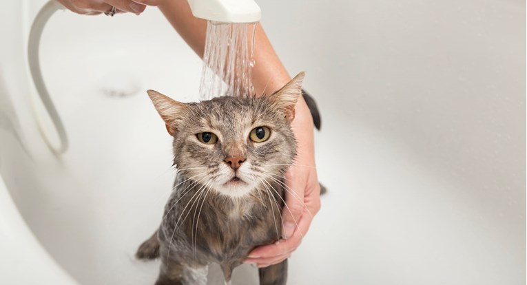 Zašto mačke ne vole vodu i izbjegavaju kupanje?