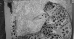 Snježni leopardi se maze dok spavaju. Snimka je preslatka
