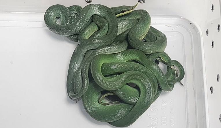 U Indiji na aerodromu putniku u torbi pronašli 16 živih zmija