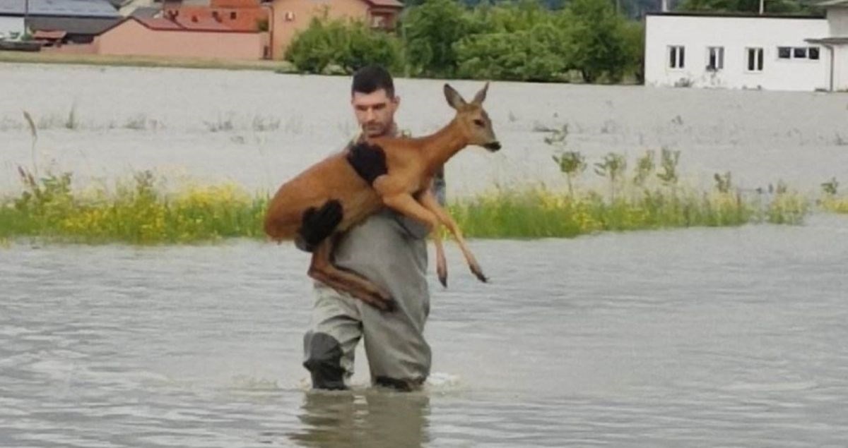 Mladi vatrogasac u Karlovcu u rukama nosio srnu kroz poplavu i spasio je od utapanja