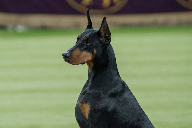 Dobermanka osvojila titulu najljepšeg psa SAD-a, ljudi komentiraju: "Barbarizam"
