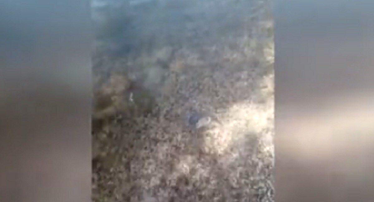 Mrtvi štakori isplivali i na zadarskoj plaži