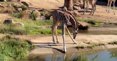 Beba žirafe koja još nije naučila kako piti vodu rastopila je internet
