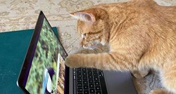 Nepoznata mačka svaki dan dolazi ženi u kuću da bi gledala snimke na YouTubeu