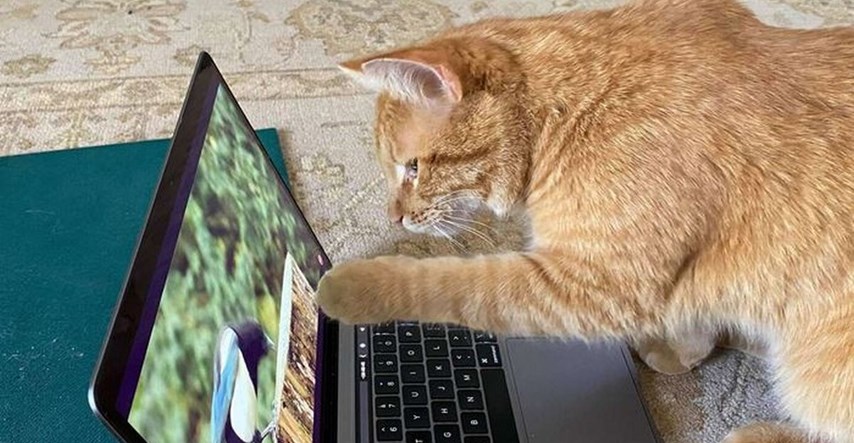 Nepoznata mačka svaki dan dolazi ženi u kuću da bi gledala snimke na YouTubeu