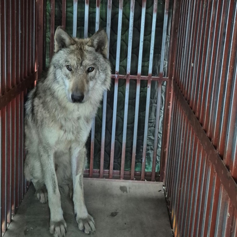 FOTO Iz zoološkog u Južnoj Koreji pobjegao vuk, uhvatili ga nakon devet dana