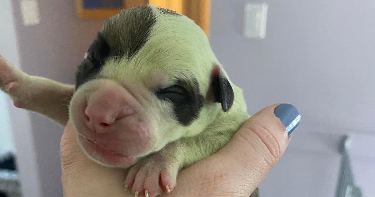 Ženka buldoga okotila štene s krznom zelene boje, vlasnici mu dali ime Fiona