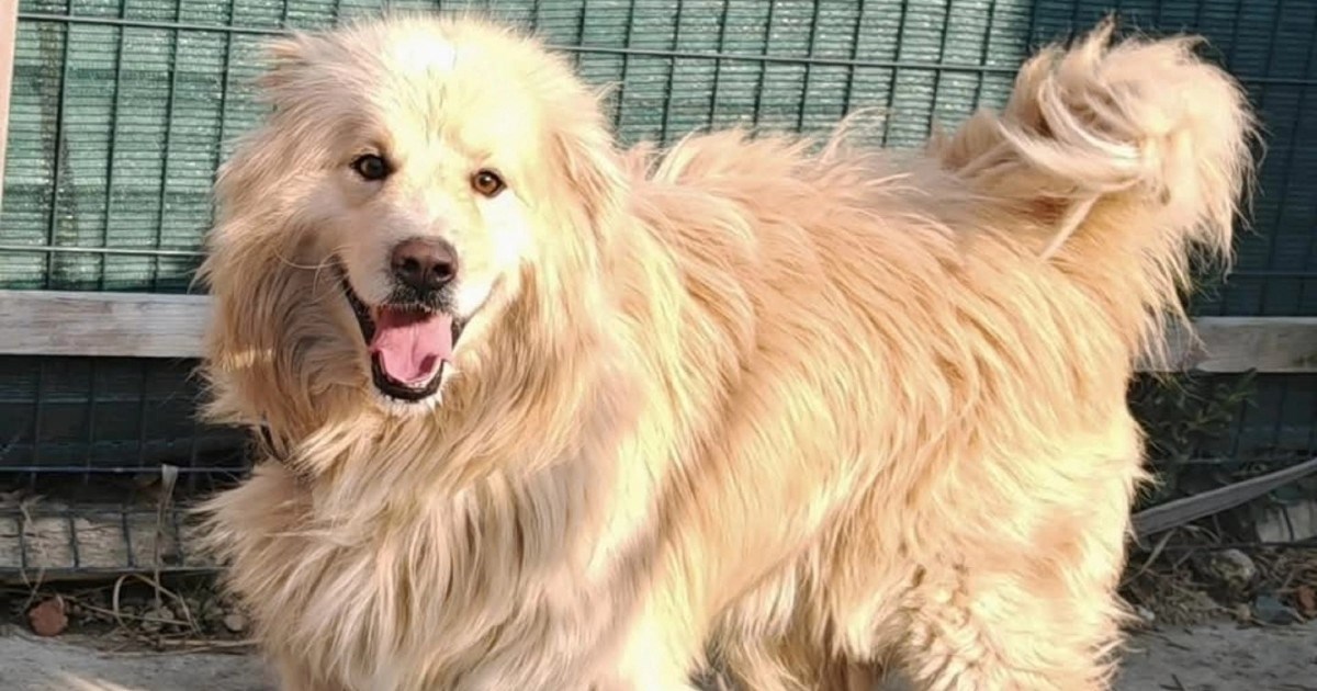 Lijepog Bonu su morali oduzeti vlasniku koji je o njemu loše brinuo. Sada traži dom