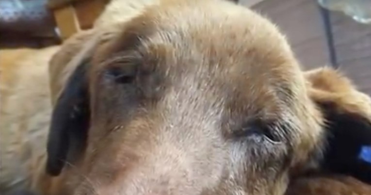 Žena u jarku pronašla psa u teškom stanju, srećom se oporavio