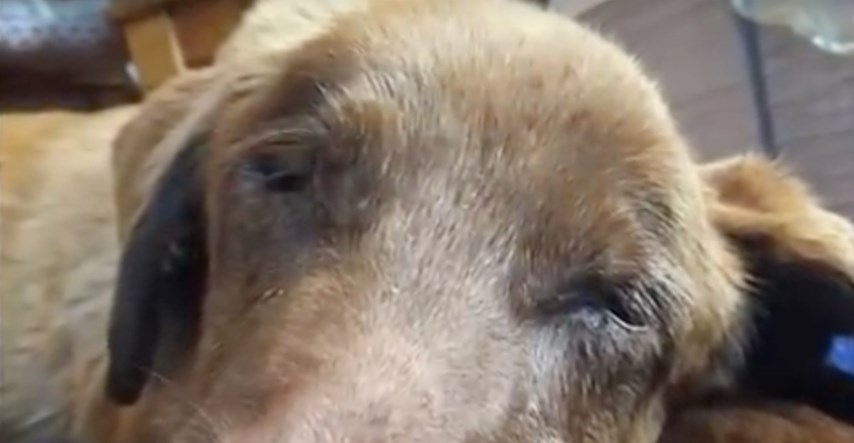 Žena u jarku pronašla psa u teškom stanju, srećom se oporavio