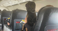 Let prvom klasom: Turske aviokompanije nagradile pse koji su tražili preživjele