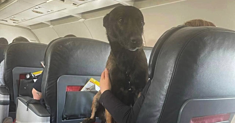Let prvom klasom: Turske aviokompanije nagradile pse koji su tražili preživjele