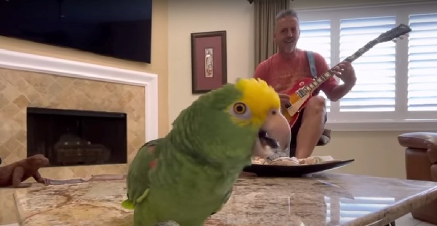 Rock'n'roll papiga: Poslušajte kako Tico "skida" pjesmu Led Zeppelina