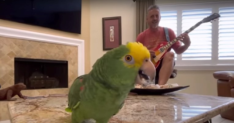 Video od dva milijuna pregleda: Papiga pjeva uz kultnu pjesmu Led Zeppelina 