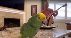 Rock'n'roll papiga: Poslušajte kako Tico "skida" pjesmu Led Zeppelina