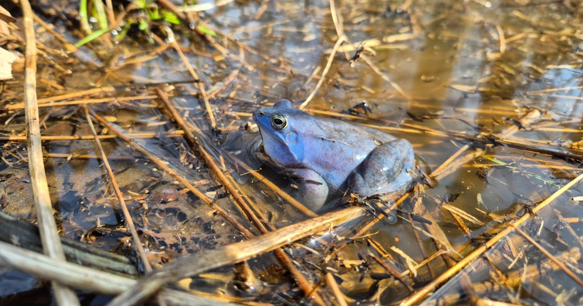Zašto smeđe žabe u zagrebu mijenjaju boju u plavu?