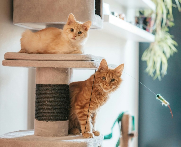 VIDEO Jedna žena se našalila: Evo kako najčešće izgleda večer ako imate dva mačka