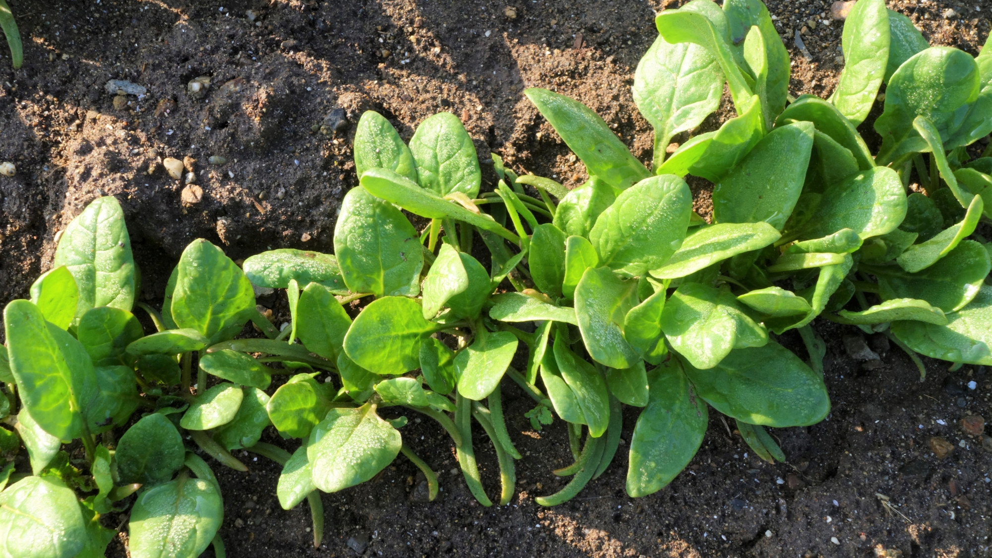 Lisnato povrće koje sve češće vidimo na policama dućana - jedete li ga?