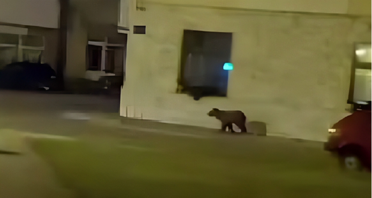 VIDEO Medvjed trčao središtem Kupresa, prepao prolaznike