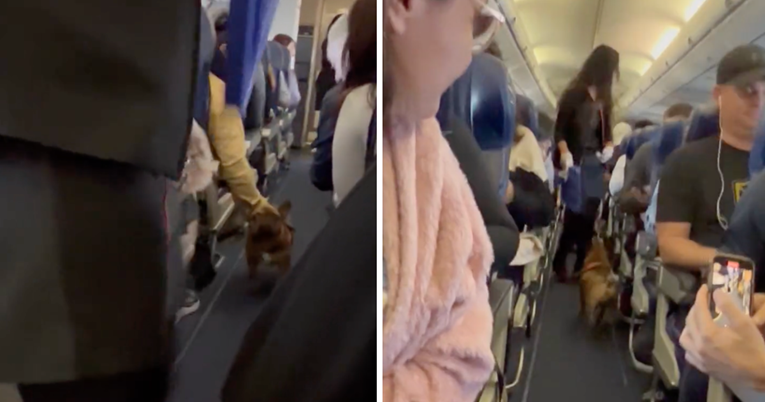 Preslatki francuski buldog zabavio putnike tijekom leta