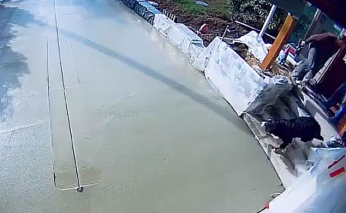 VIDEO Završavao cjelodnevno betoniranje, a onda se iznenada pojavio pas...