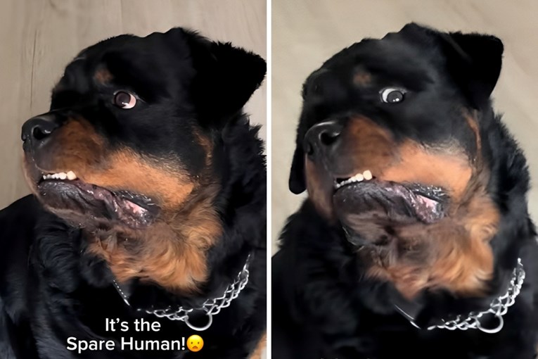 Zbunjeni rotvajler postao hit zbog reakcije na vlasnikovu periku