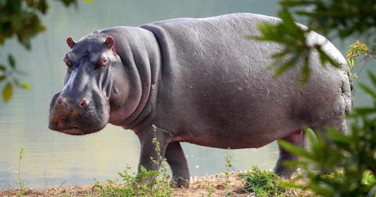 Antraks uzrokovao pomor životinja u najstarijem nacionalnom parku Afrike