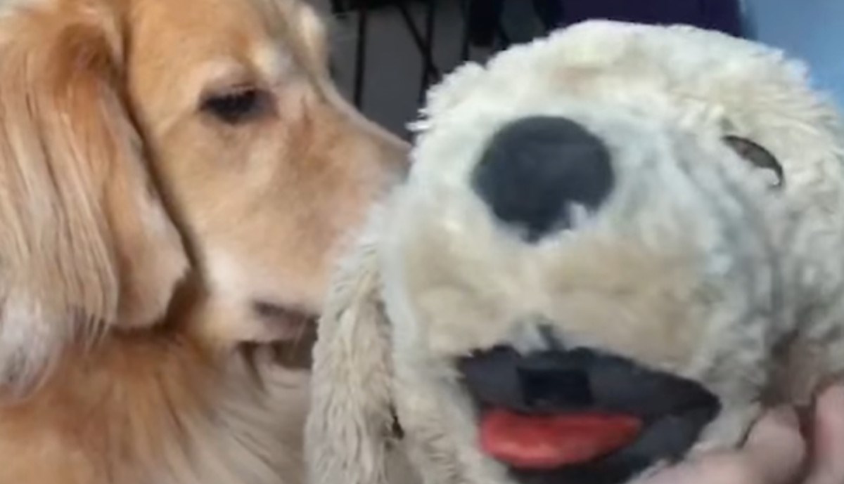 Vlasnica mazila igračku, a ljubomorna kujica na to urnebesno reagirala