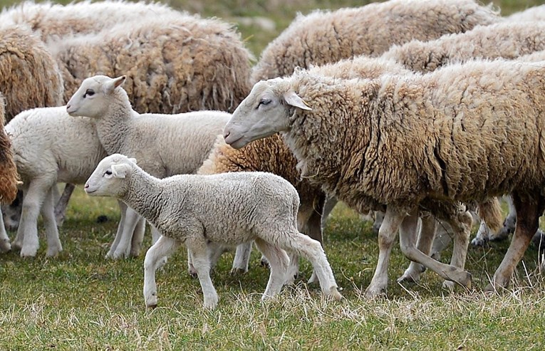 Brački OPG kojem su munje ubile ovce prikuplja janjčiće za novo stado