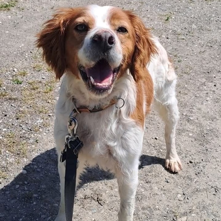 Astor je bio zanemaren i vezan na lancu šest godina, sada traži dom pun ljubavi