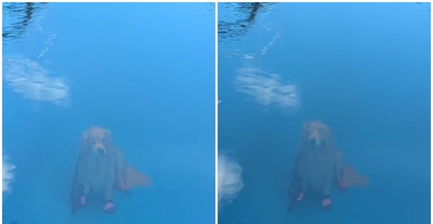 8 milijuna pregleda: Snimka psa u bazenu postala je viralna, jasno je i zašto