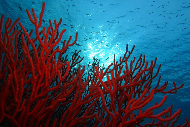 Podvodna paklena vrućina uništava mediteranske koralje