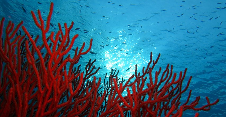 Podvodna paklena vrućina uništava mediteranske koralje