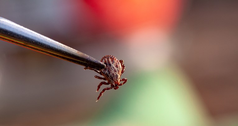 Rast broja alergijskih reakcija zbog jesenje grinje, upozorenje za Pulu i okolicu