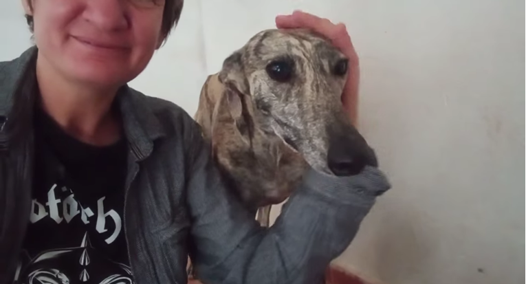 Ovo je slatka, plaha hrtica Shakira. Traži dom jer joj je baš stresno u skloništu 😭